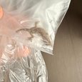 家の中でトカゲが出た！見失うのが怖くて目を離せない・・・今すぐ来てもらえる？｜大阪市東淀川区でお盆の緊急対応