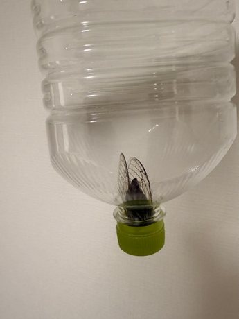 26082701_nishiyodogawa_cicada_captured04-display.jpg