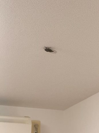 26082701_nishiyodogawa_cicada_ceiling01-display.jpg