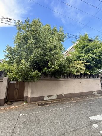 suma-overgrown-tree-overall-before02-display.jpg