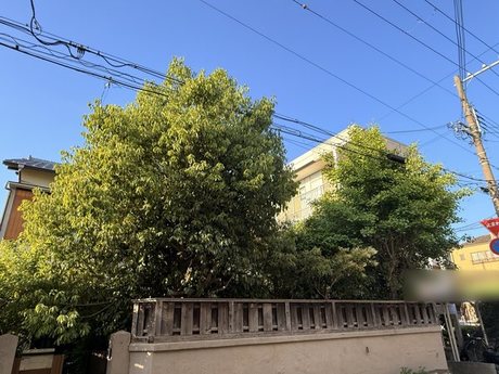 suma-overgrown-tree-pruning-checkpoint04-display.jpg