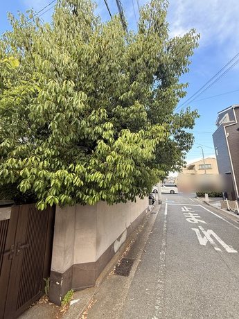 suma-overgrown-tree-road-overhang-before01-display.jpg
