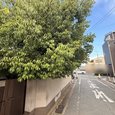 道路にはみ出した植木のせいで損害賠償？！自分では切れないし、どうしたらいいの？｜神戸市須磨区で枝の剪定・片付け