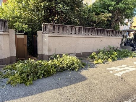 suma-pruned-branches-roadside05-display.jpg