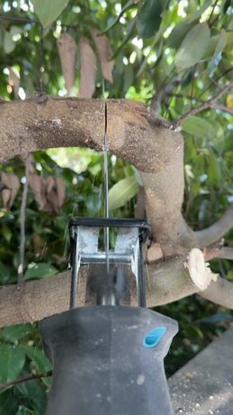 suma-tree-branch-pruning-process03-display.jpg