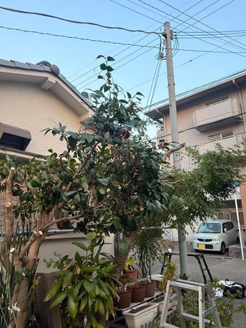 yodogawa-garden-pruning-after07-display.jpg
