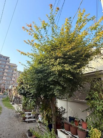 yodogawa-maple-near-wires-before02-display.jpg