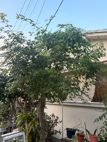 yodogawa-maple-shade-after06-display.jpg