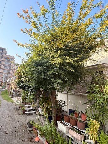 yodogawa-overgrown-maple-before01-display.jpg