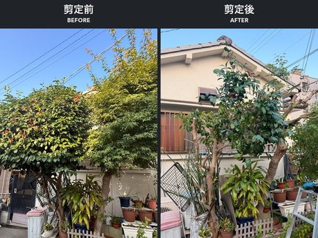 yodogawa-tree-pruning-before-after-display.jpg