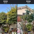 大阪市淀川区で電線まで伸びた庭木を剪定｜日陰を残して楓・椿のボリュームを調整