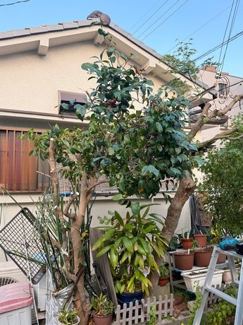 yodogawa-trees-pruned-after05-display.jpg